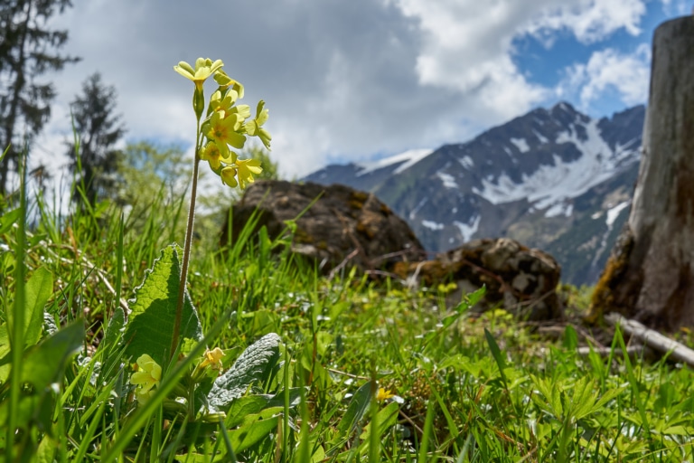 Schlüsselblume in den Bergen