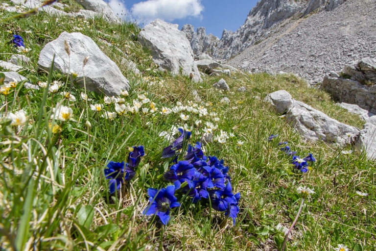 Blauer Enzian in den Lecher Bergen