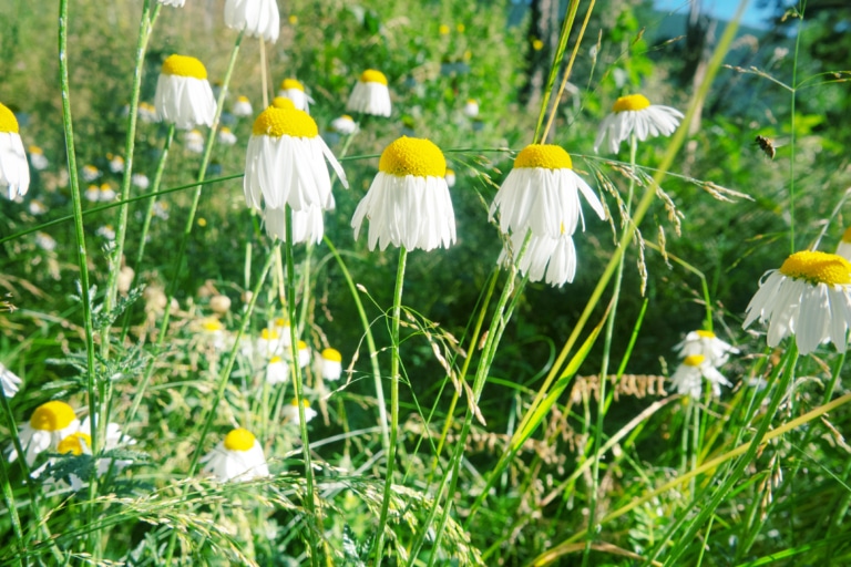 Kamille in den Lecher Bergen