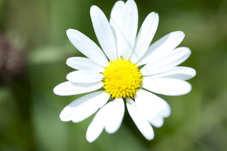 Gänseblümchen in Oberlech am Arlberg