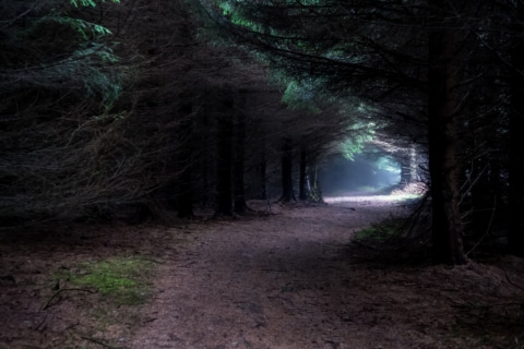 Natürlicher Waldweg für entspannende Wanderungen Ein nebliger Pfad durch einen dunklen Wald, am Ende des Weges ist ein im Licht stehender Baum zu sehen.