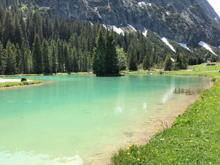 Blick auf den grün-blauen Fischteich in Zug; im Wasser sind Fische zu erkennen, im Hintergrund umrahmen Tannen und Berge und grüne Wiesen den See.