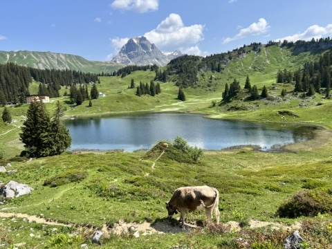 Sonnenburg_RundumdieSonnenburg_Sommer_Koerbersee_Wasser_Kuh_Wiesen_Karhorn_Juni_2023 (1) Eine Kuh weided auf einem Hochplateau mit Panorama