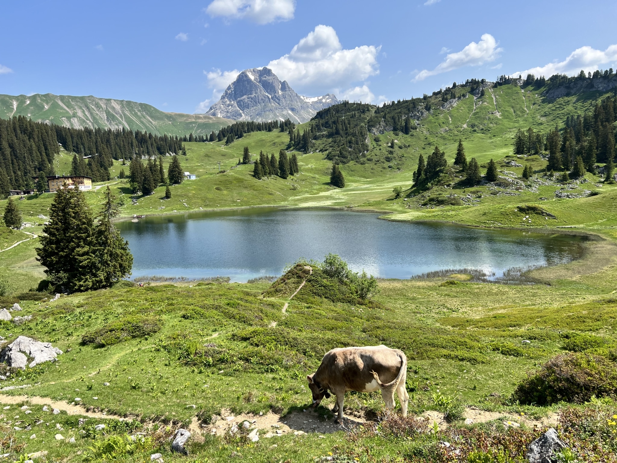 Eine Kuh weided auf einem Hochplateau mit Panorama